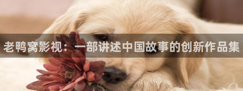 日本樱花视频观看：老鸭窝影视：一部讲述中国故事的创新作品集