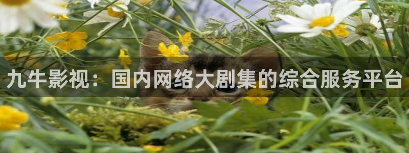 樱花视频伦理：九牛影视：国内网络大剧集的综合服务平台
