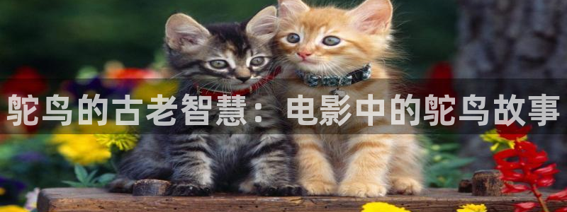 樱花影院高清电影
