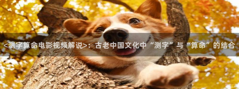 德凯奥特曼樱花视频：<测字算命电影视频解说>：古老中国文化中“测字”与“算命”的结合